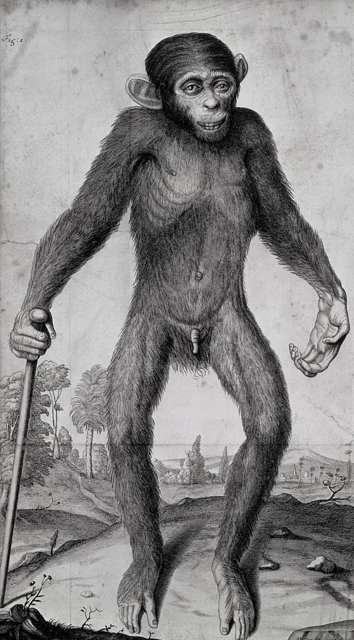 Chimpanzee, 1699 by Michael van der Gucht