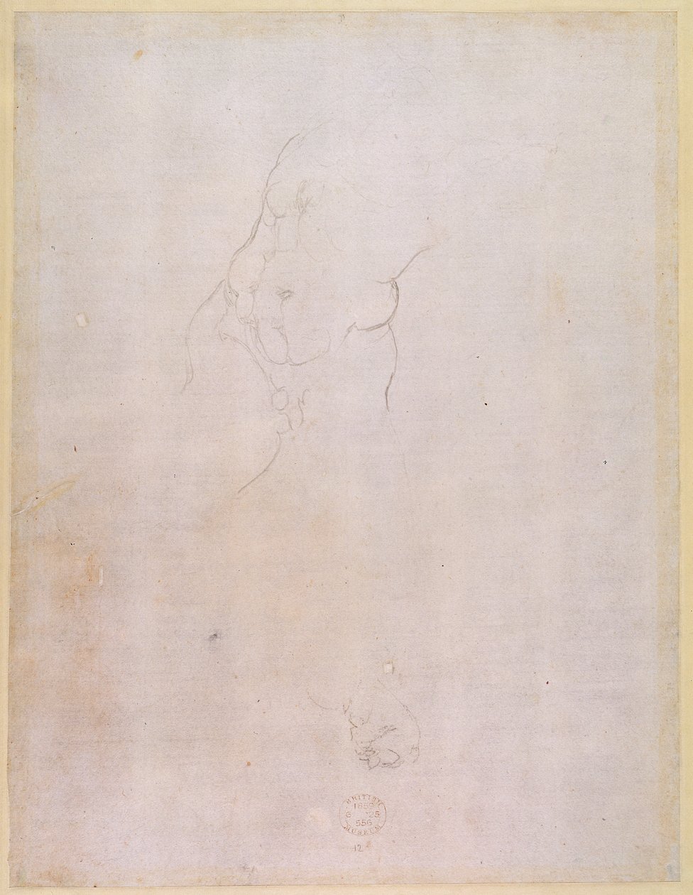 Study of a Male Torso (verso) by Michelangelo Buonarroti