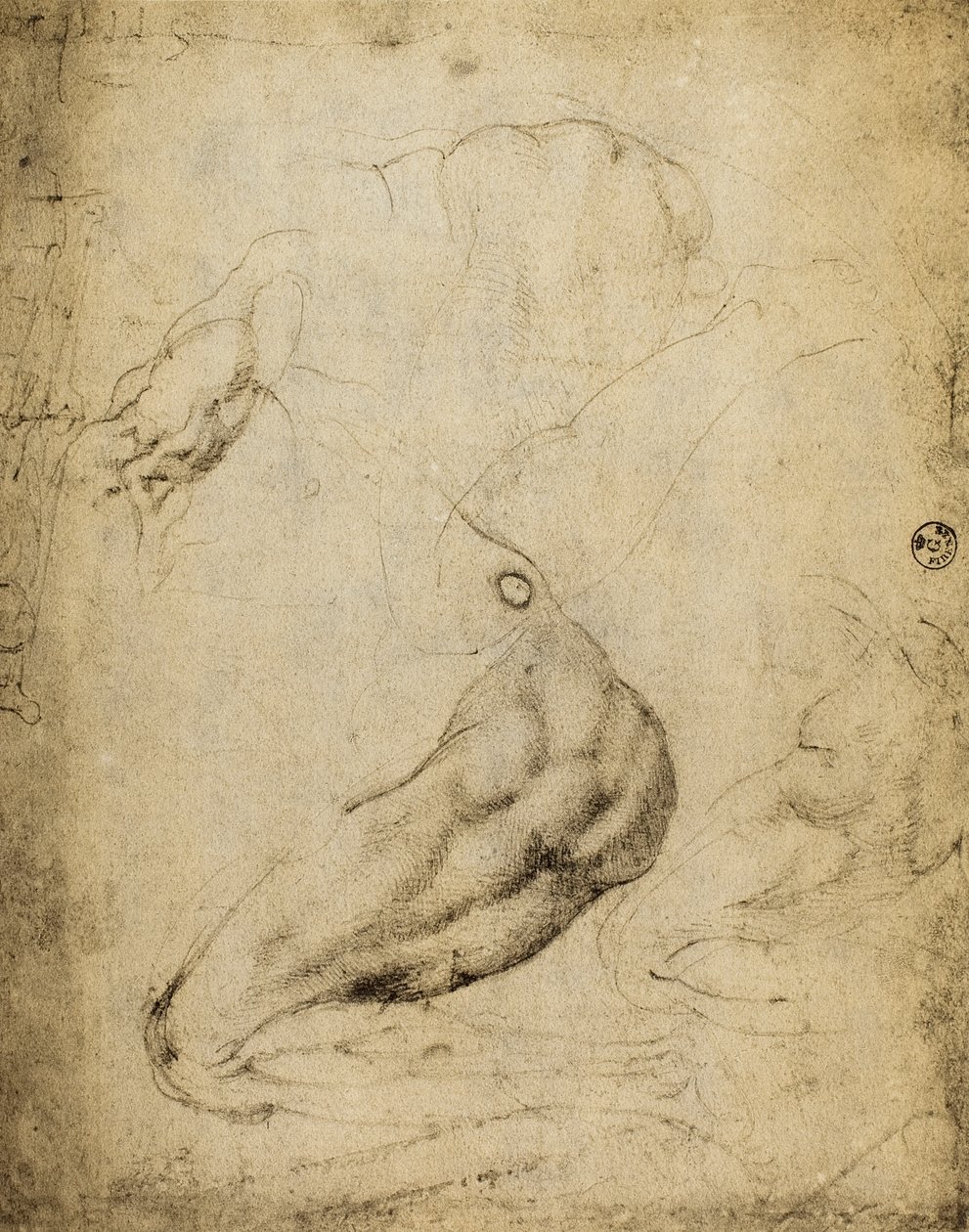Anatomic Study by Michelangelo Buonarroti