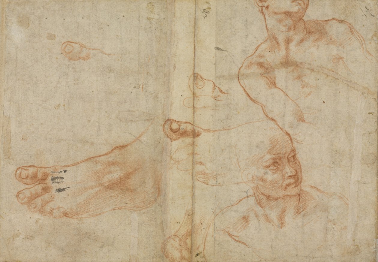 Figure studies for the Sistine Ceiling by Michelangelo Buonarroti