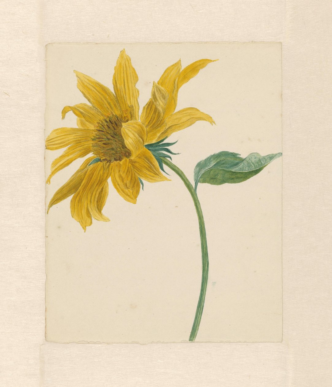 Branch with a Sunflower by Michiel Van Huysum