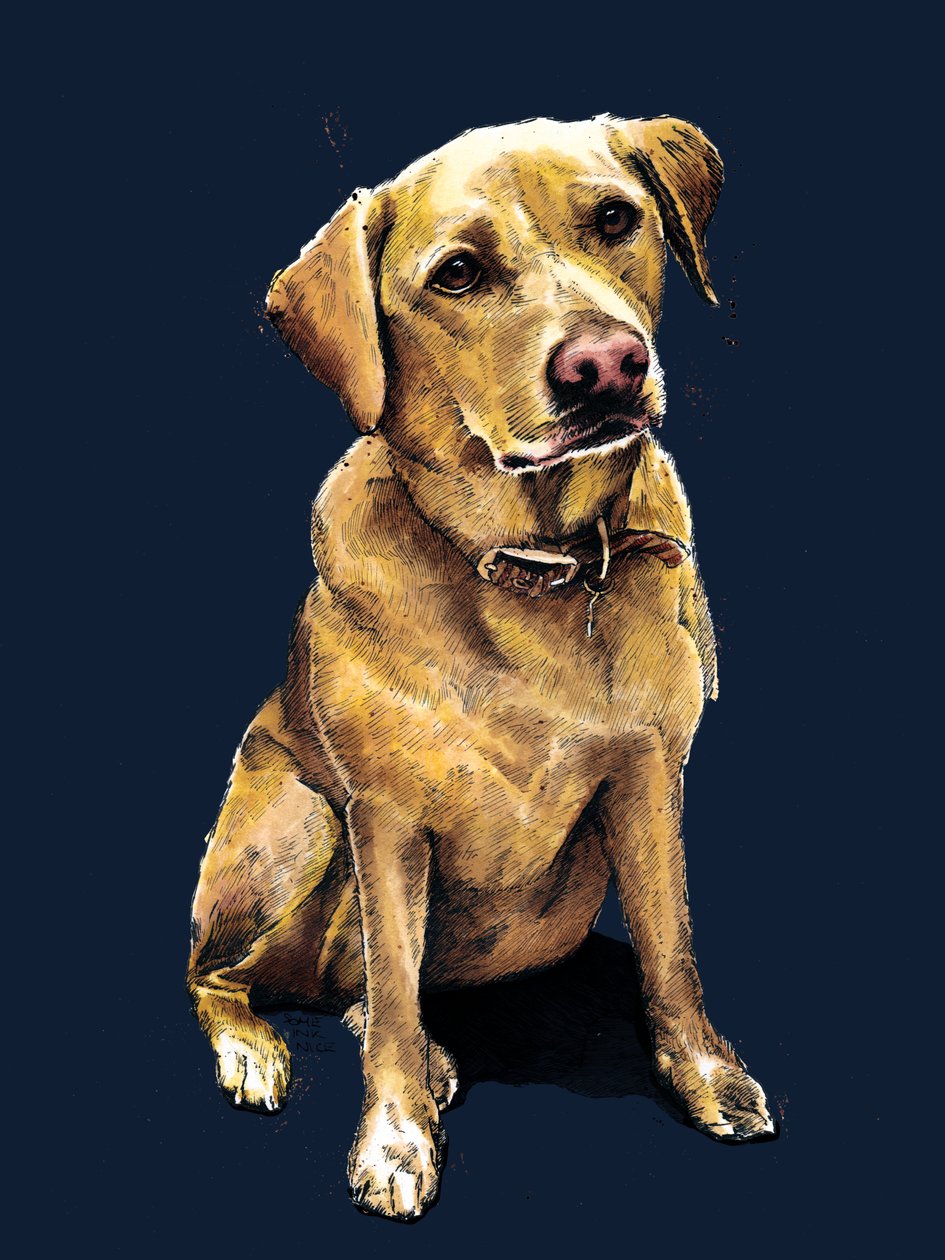 Daisy The Labrador on Midnight Blue, 2020 by Mike Davis