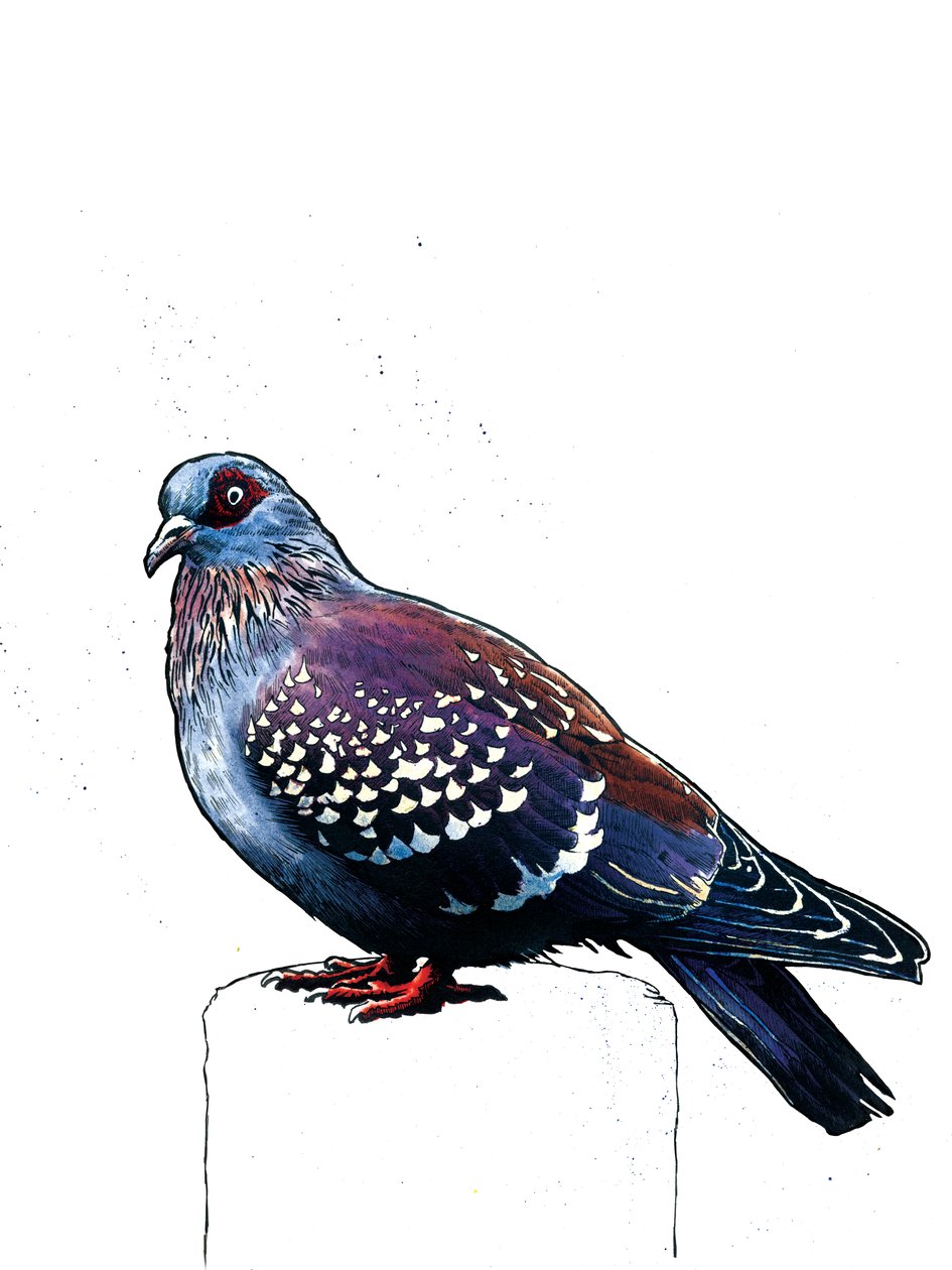 The Pigeon by Mike Davis