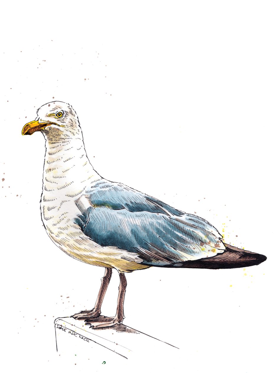 The Seagull on White, 2020 by Mike Davis