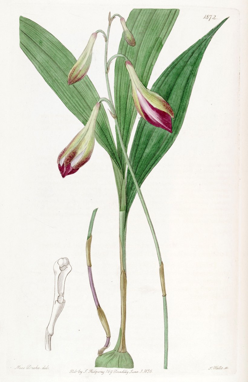 Illustration of Bletia purpurata (as syn. Crybe rosea) by Miss Drake