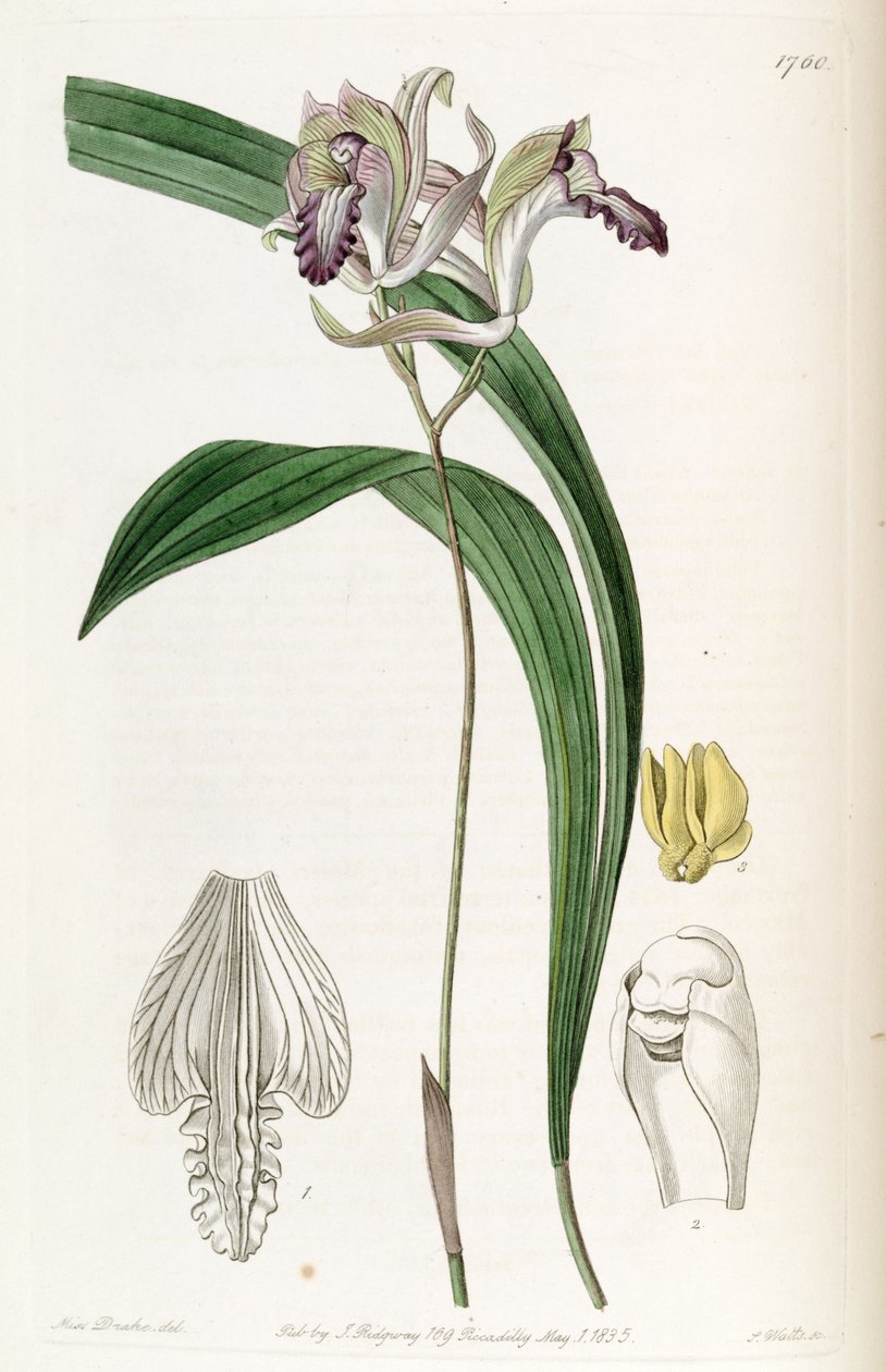 Bletia reflexa by Miss Drake