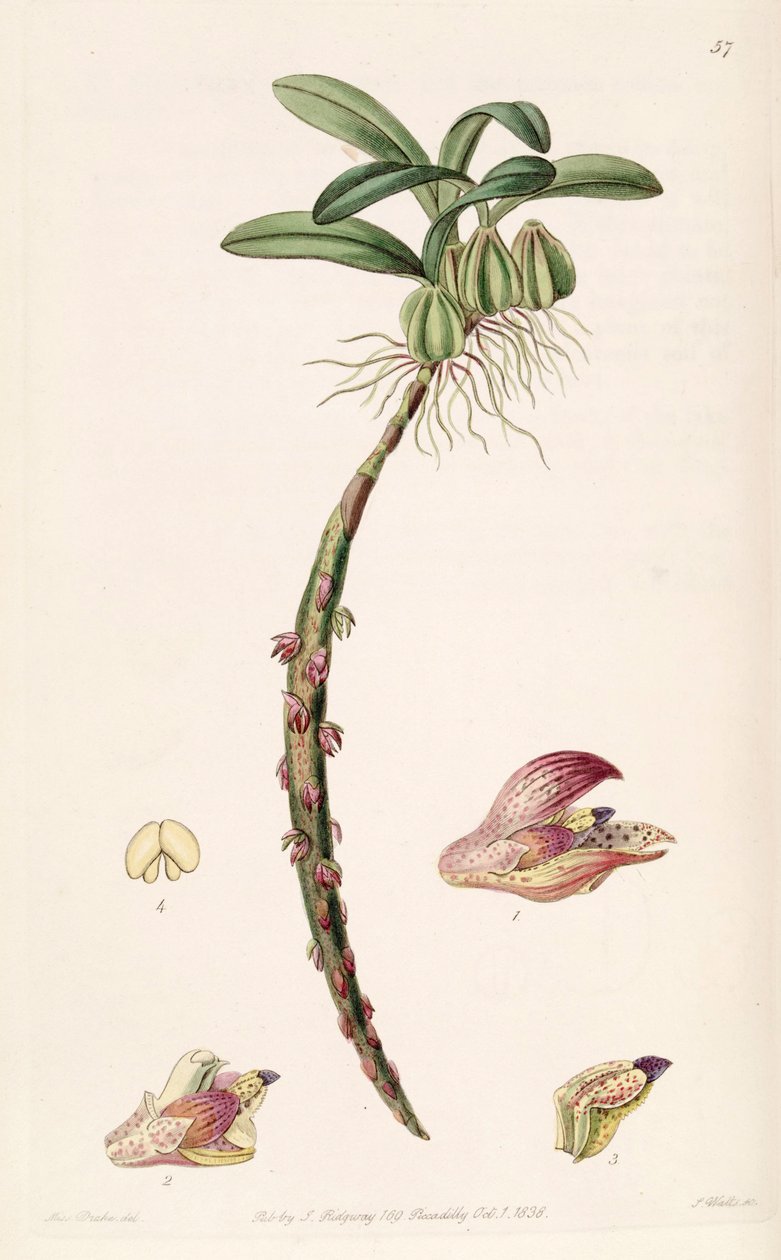 Illustration of Bulbophyllum bracteolatum (spelled Bolbophyllum bracteolatum) by Miss Drake