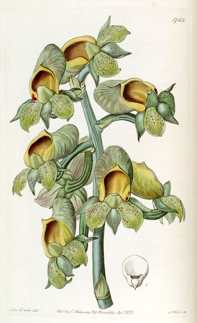 Catasetum cernuum by Miss Drake