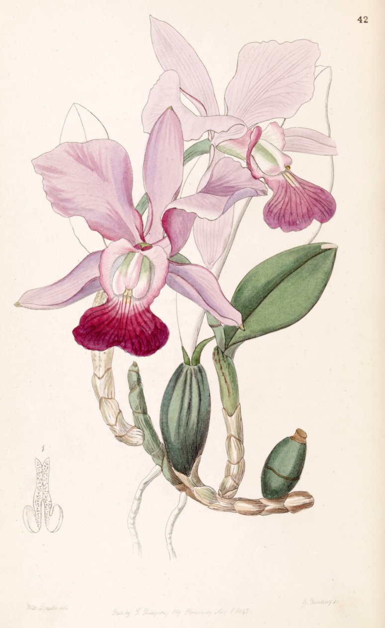 Cattleya Walkeriana by Miss Drake