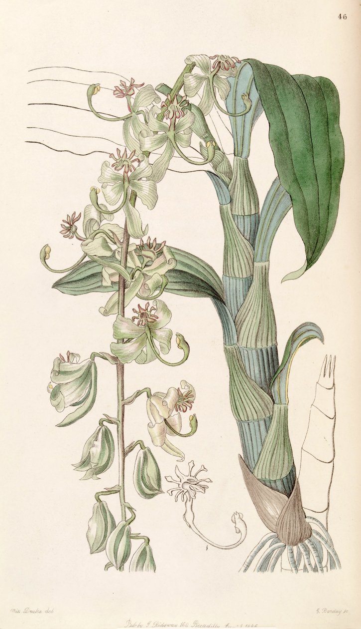 Cycnoches Stelliferum (as syn. Cycnoches Egertonianum var. Viride) by Miss Drake