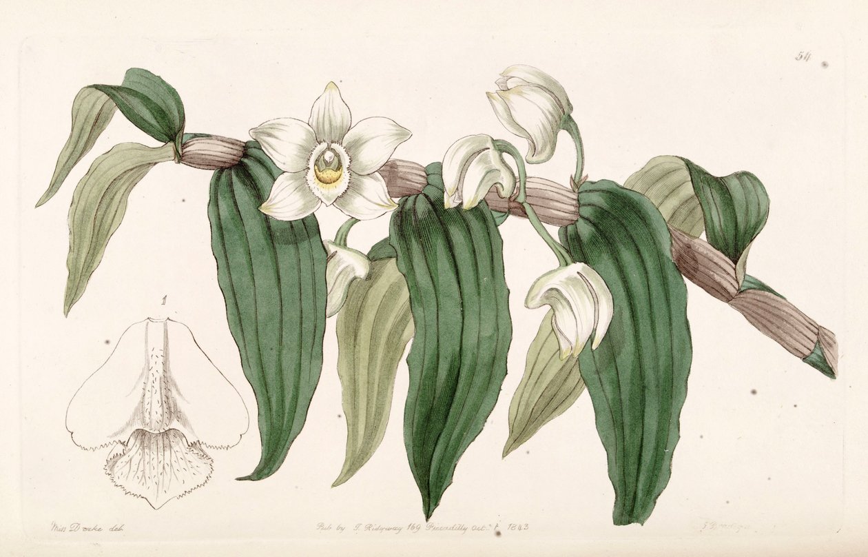 Dendrobium aqueum by Miss Drake