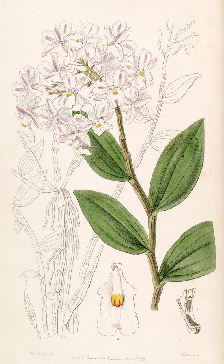 Illustration of Dendrobium mutabile (as syn. Dendrobium triadenium) by Miss Drake