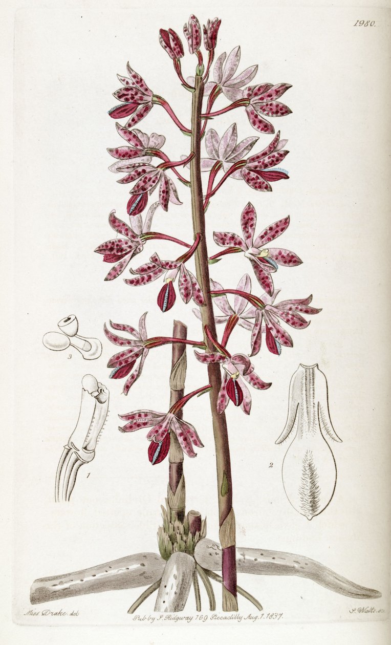 Dipodium punctatum by Miss Drake