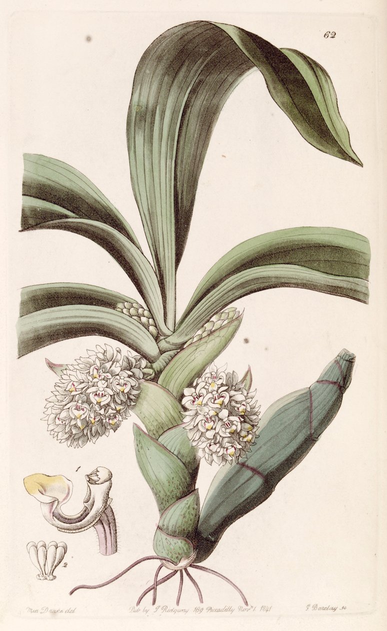 Eria spicata by Miss Drake