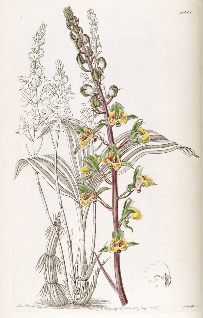 Eulophia Pulchra by Miss Drake