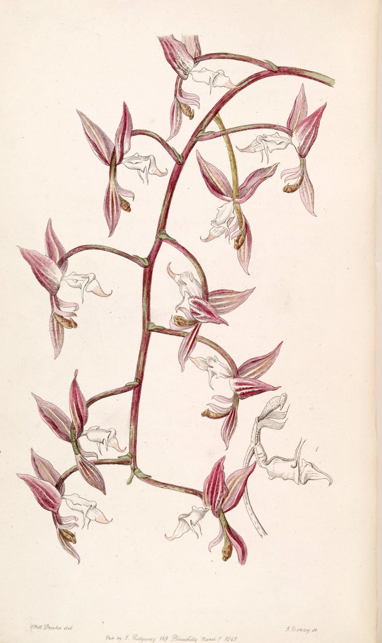 Gongora aromatica by Miss Drake