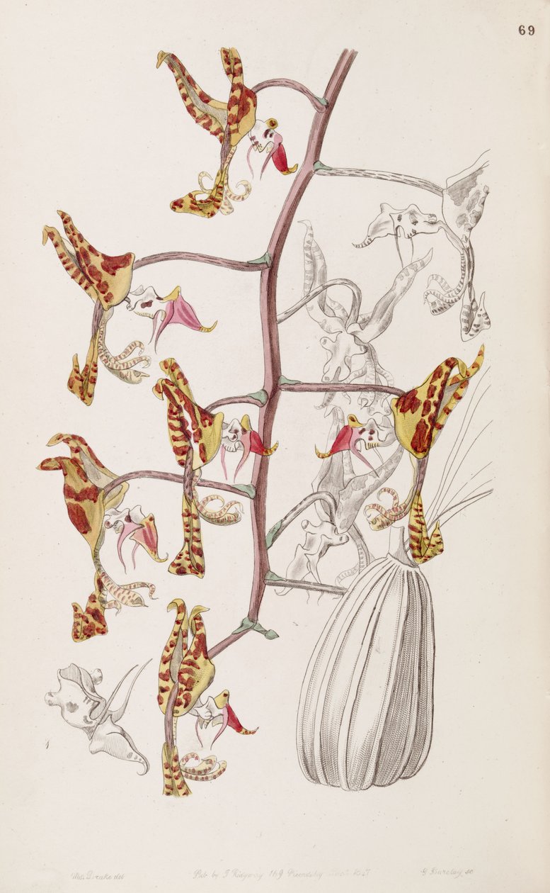 Gongora fulva (as syn. Gongora maculata var. tricolor) by Miss Drake