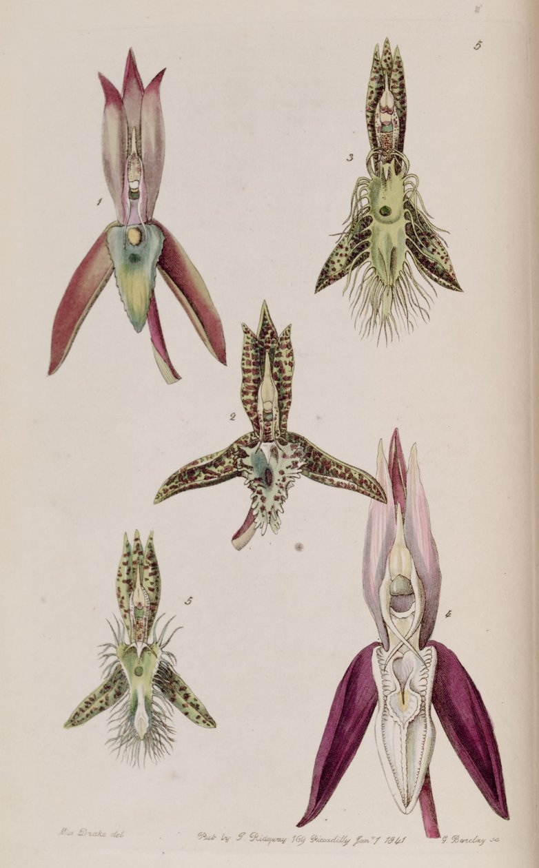 Illustration of I. Catasetum callosum II. Catasetum cristatum (as syn. Catasetum cornutum) III. Catasetum barbatum IV. Catasetum laminatum V. Catasetum lanciferum by Miss Drake