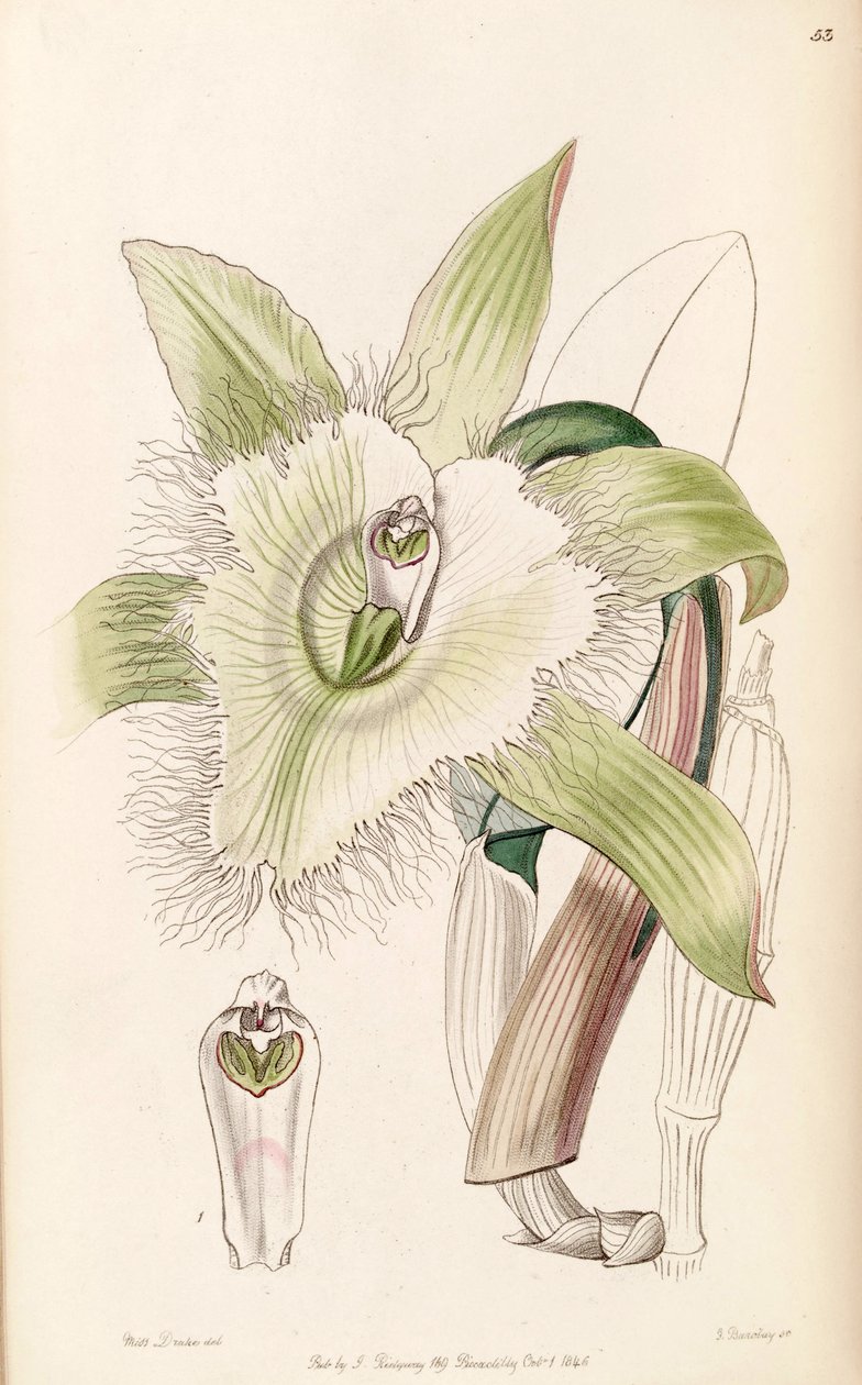 Illustration of Rhyncholaelia digbyana by Miss Drake