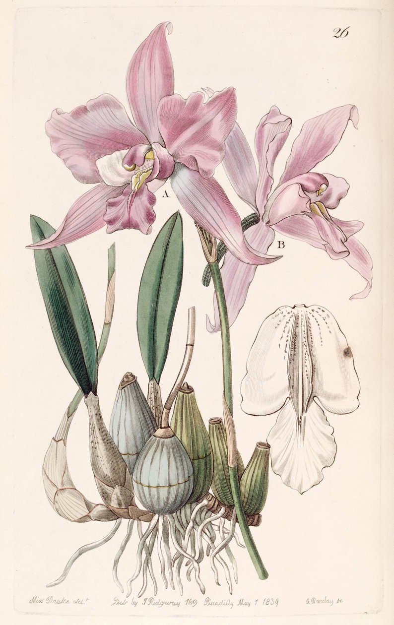 Laelia Furfuracea by Miss Drake