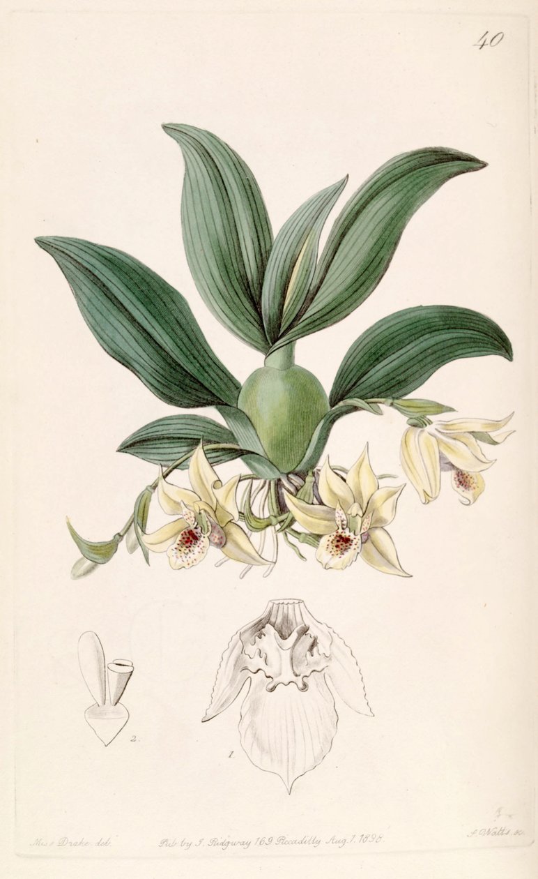 Illustration of Promenaea rollissonii (as syn. Maxillaria rollissonii)