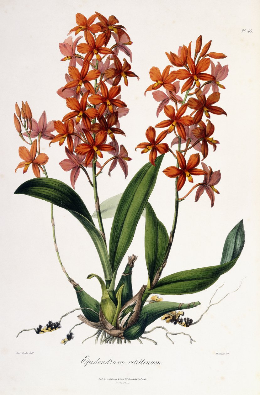 Epidendrum Vitellinum by Miss Drake