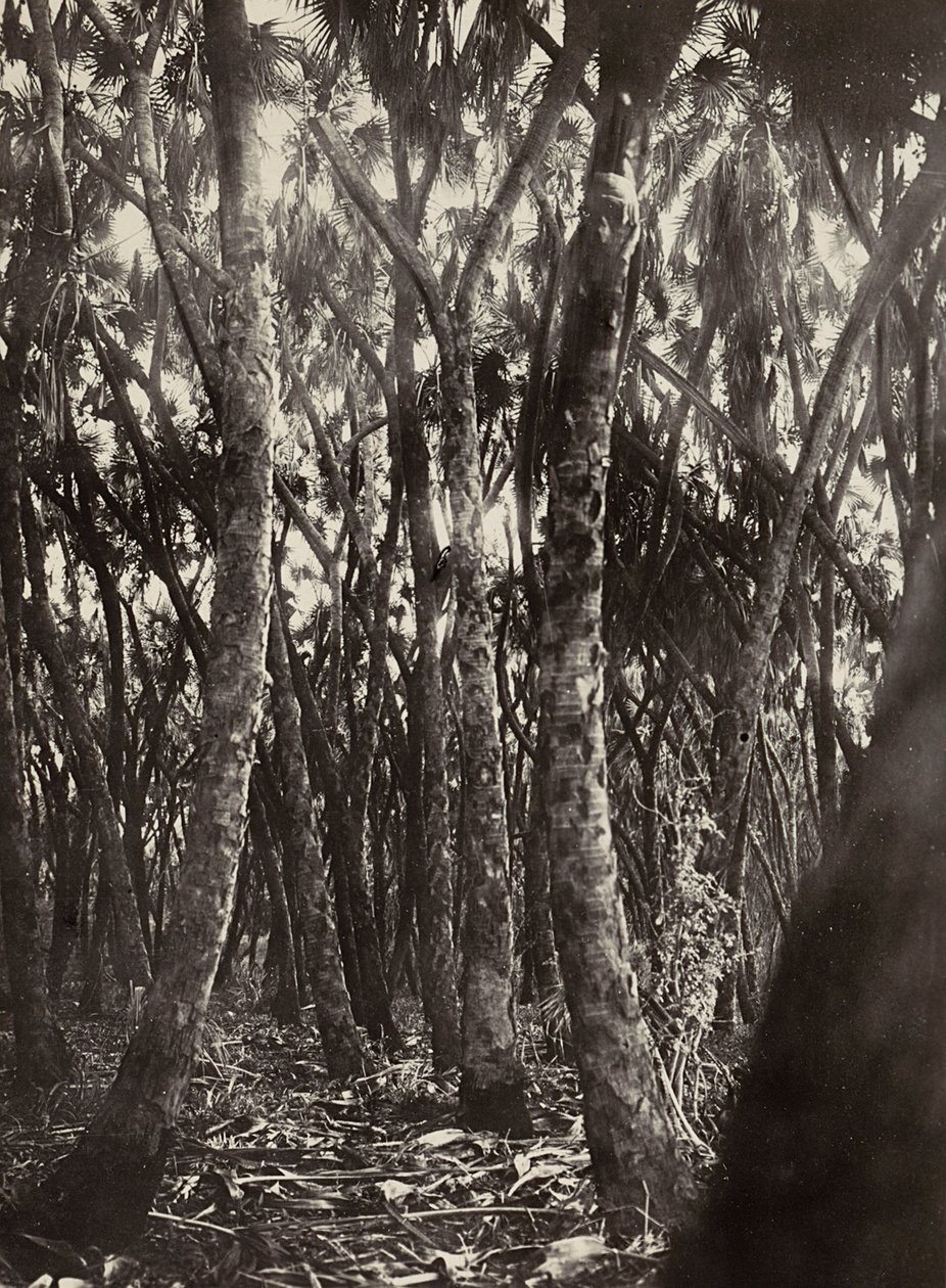 Building an Empire in the Fascist age: a grove of Dum palms by Modestino Baldinetti