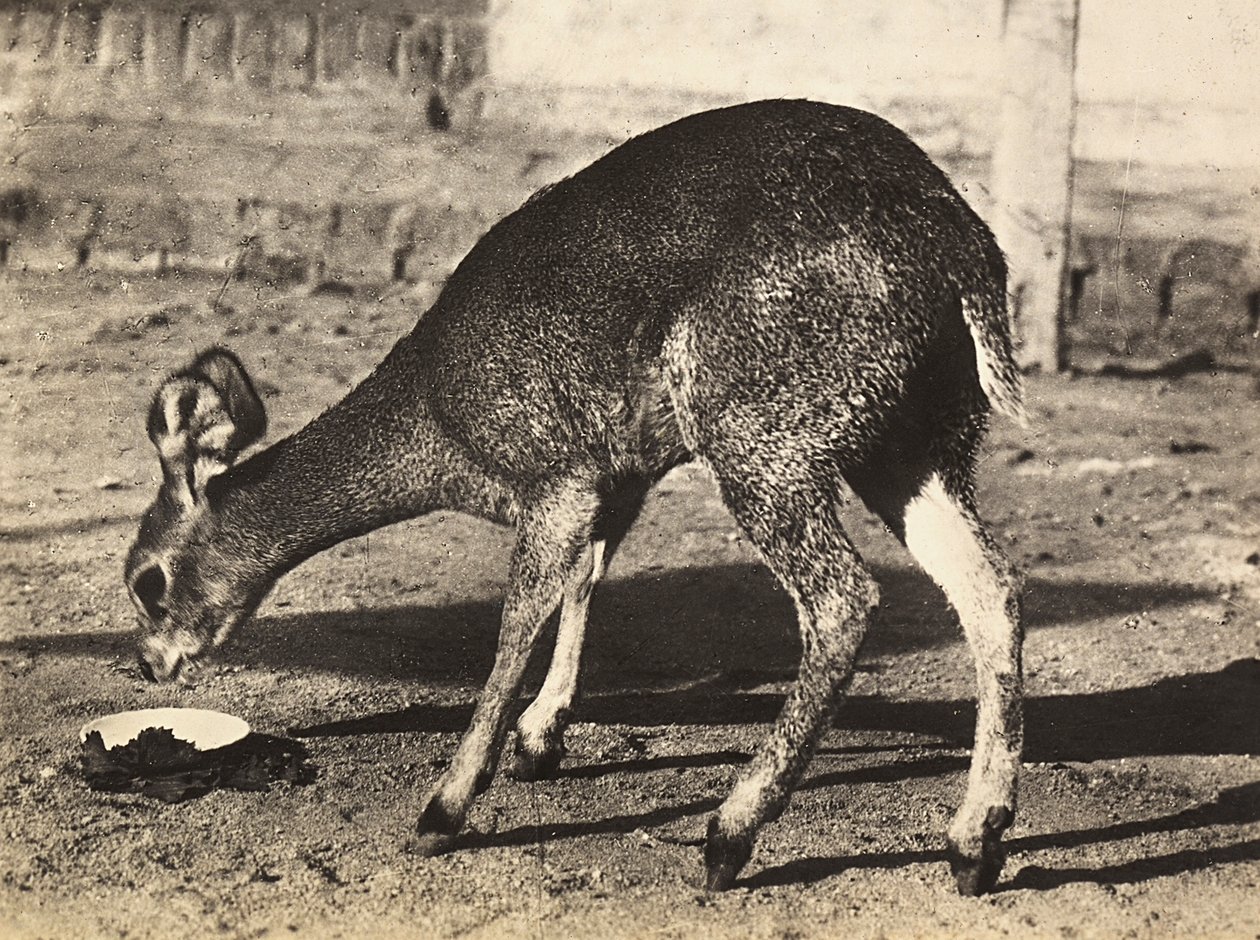 Building an Empire in the Fascist age: an antelope by Modestino Baldinetti