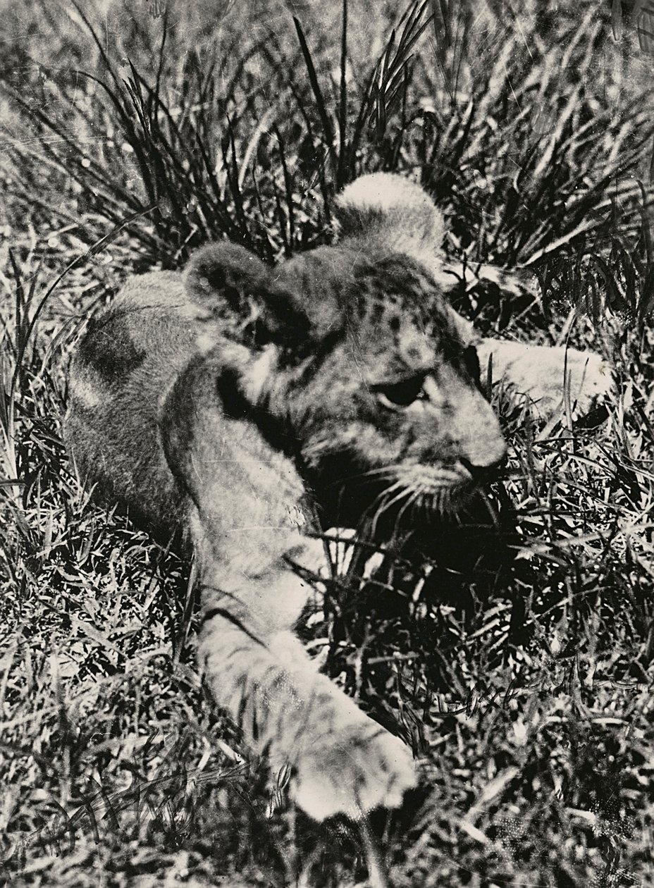 Building an Empire in the Fascist age: an example of a young lion by Modestino Baldinetti
