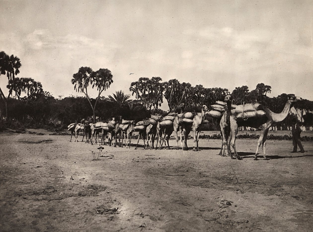 Building an Empire in the Fascist age: caravan of camels by Modestino Baldinetti