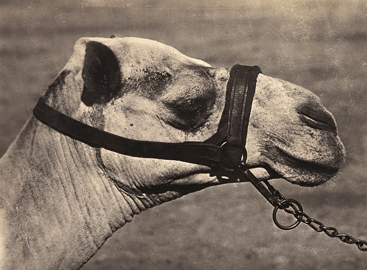 Building an Empire in the Fascist age: head of a bisciari camel by Modestino Baldinetti