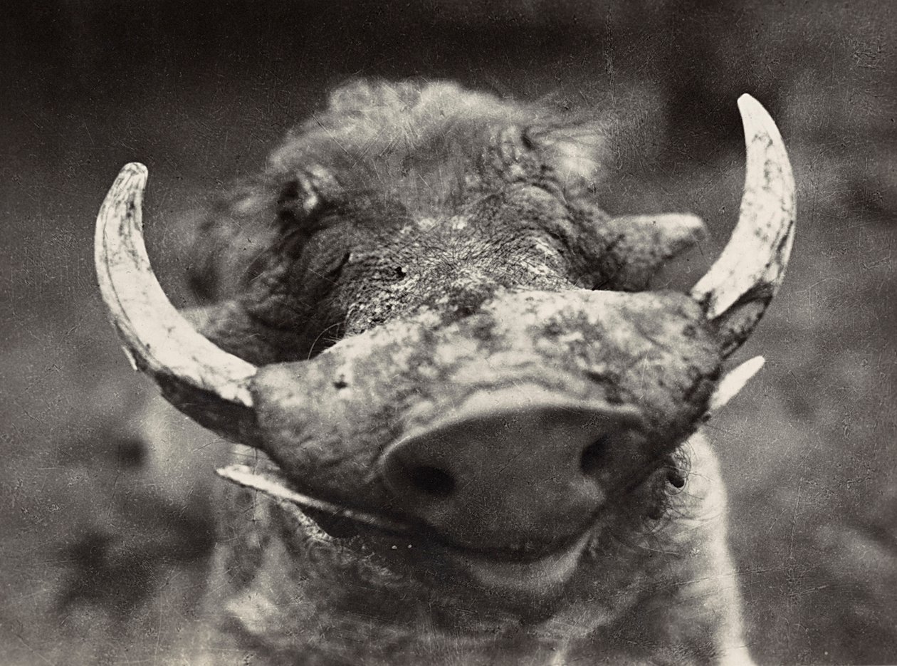 Building an Empire in the Fascist age: head of a wild boar by Modestino Baldinetti