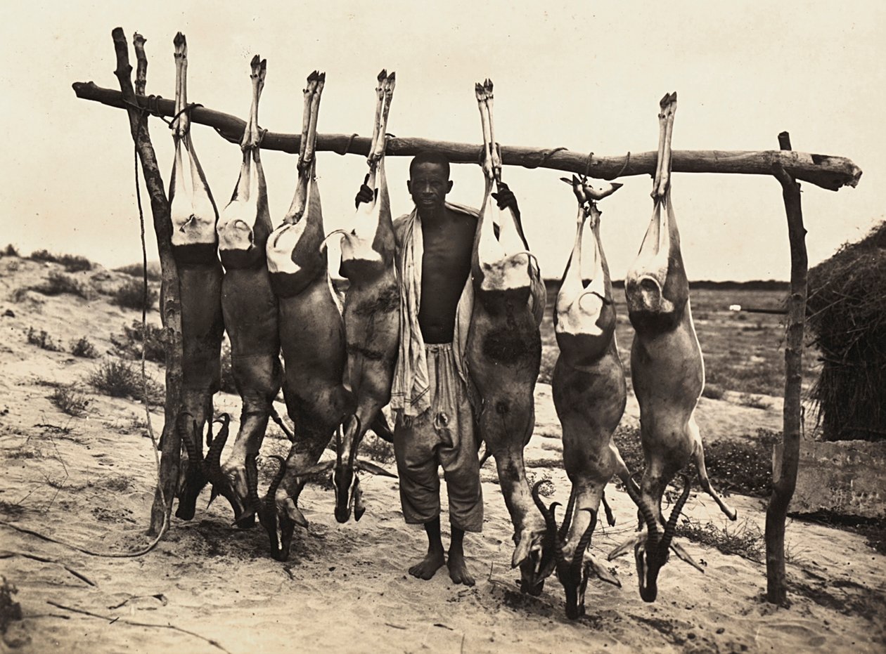 Building an Empire in the Fascist age: some captured deer by Modestino Baldinetti