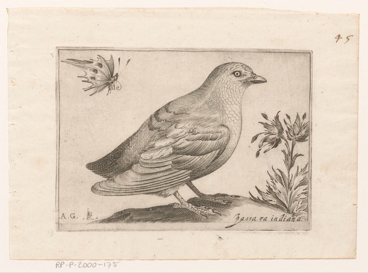 Bird (Passra Indiana) (Birds) by Monogrammist AG