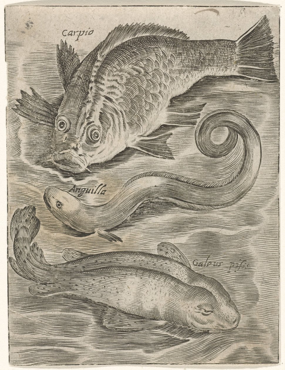 Study Sheet with Three Fish (Piscium Vivae Icones) by Monogrammist P+P