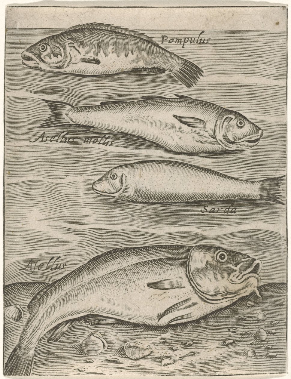 Study Sheet with Four Fish (Piscium vivae icones) by Monogrammist P+P