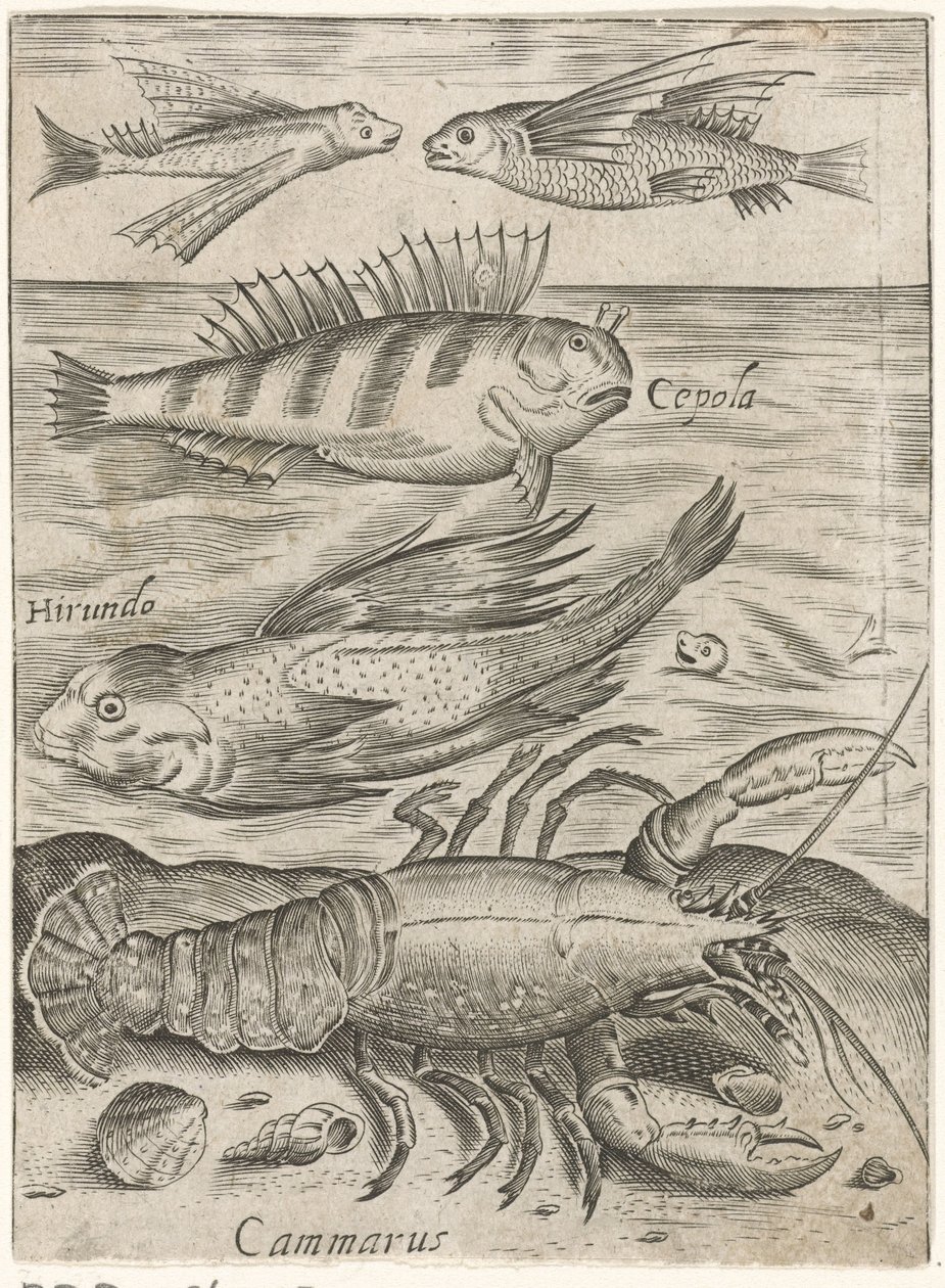 Study sheet with four fish and a lobster, Piscium vivae icones (series title) by Monogrammist P+P