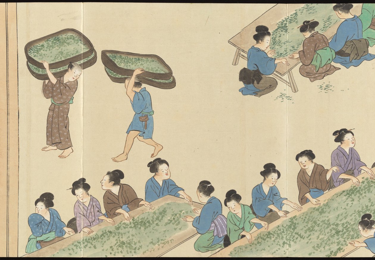Illustrations of Uji Tea Production by Motonari Sait?