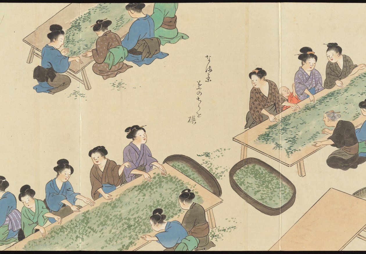 Illustrations of Uji Tea Production by Motonari Sait?