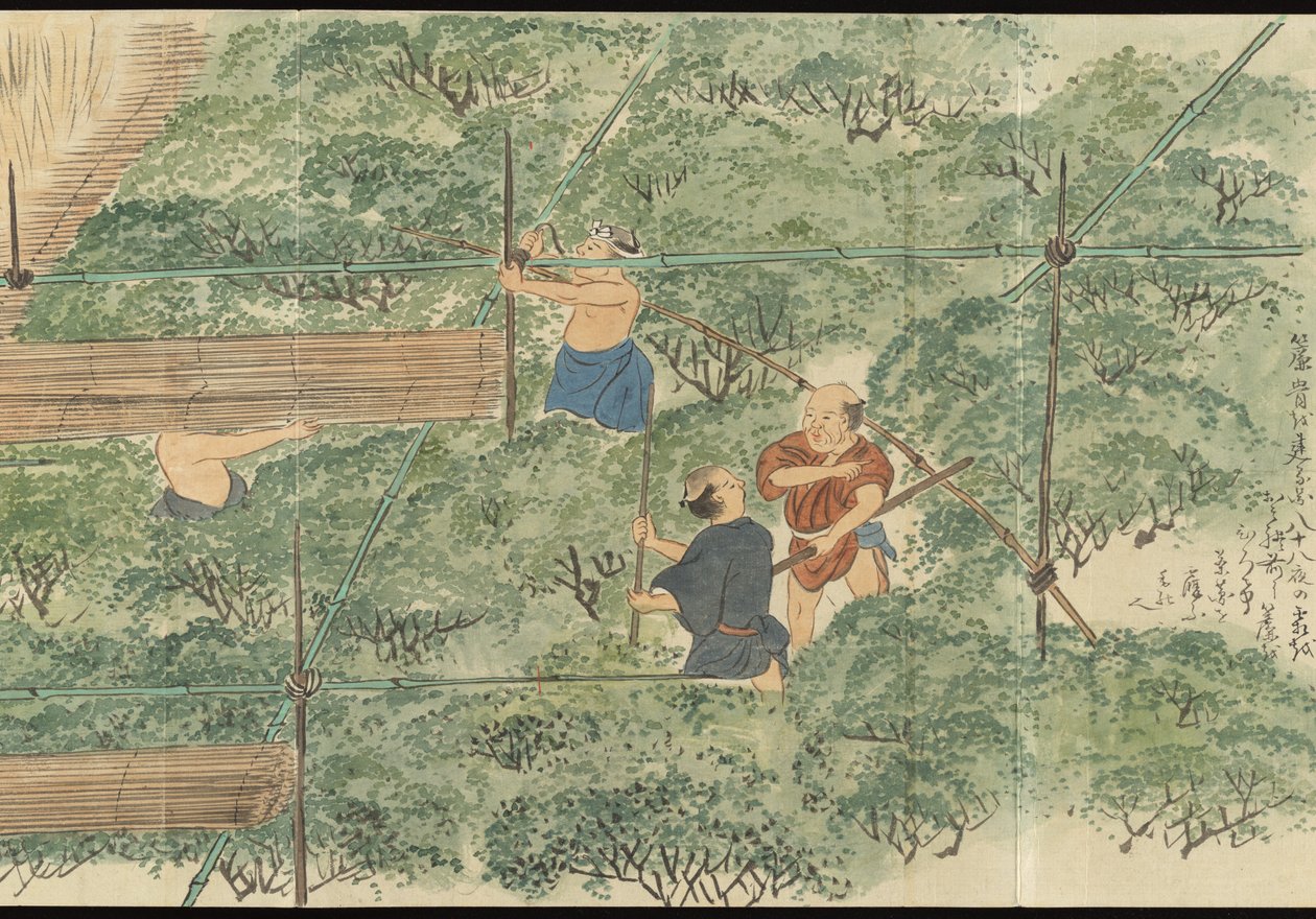 Illustrations of Uji Tea Production by Motonari Sait?