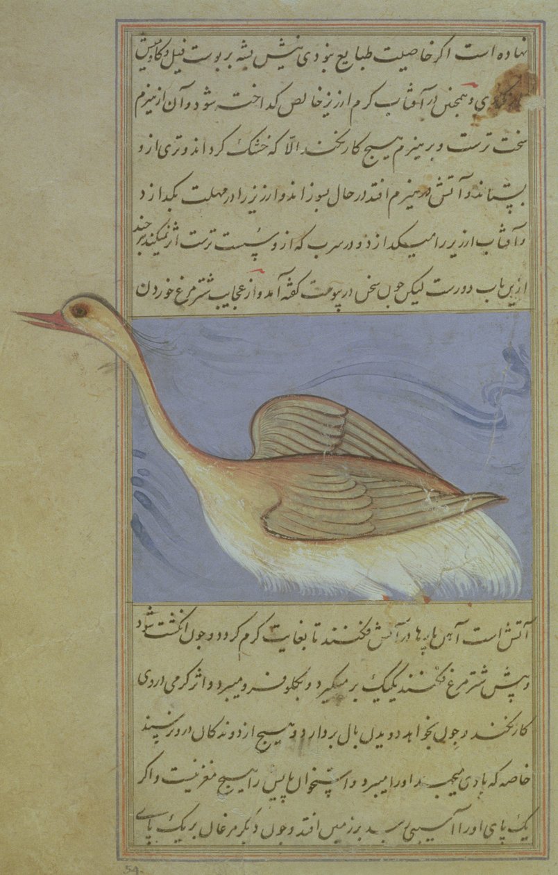 A Swan, from Nuzhat-Namah IAlai, 1599 (1007 Hijra) by Mughal School