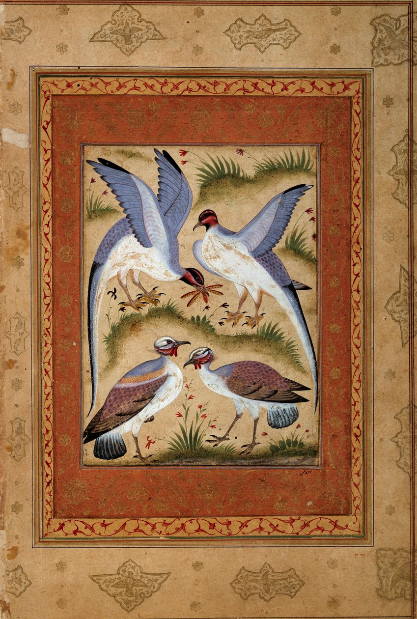 Birds. Miniature gouache from the Mughal school. 1590-1600. Paris, Guimet Museum, National Museum of Asian Arts by Mughal School