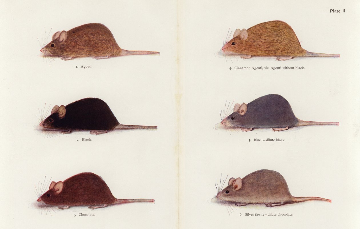 Mice by Muriel Wheldale (after) Onslow