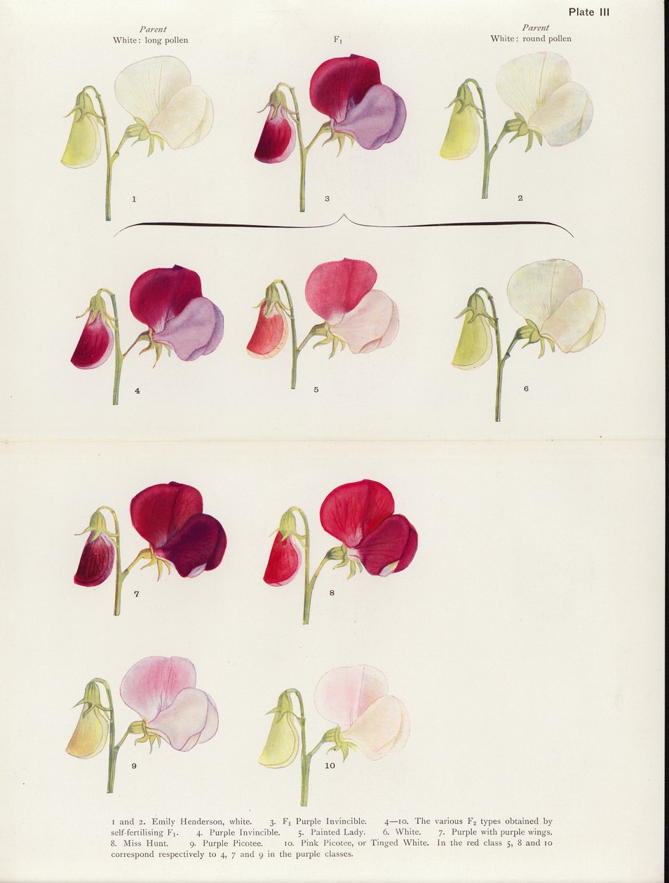 Reversion in Sweet Peas by Muriel Wheldale (after) Onslow