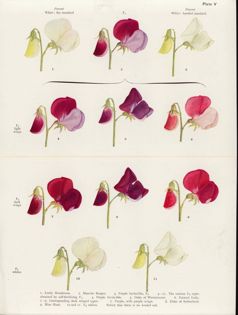 Spurious Allelomorphism in Sweet Peas by Muriel Wheldale (after) Onslow
