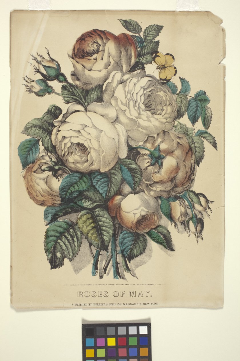 Roses Of May by N. and Ives J.M. (1824 95) Currier