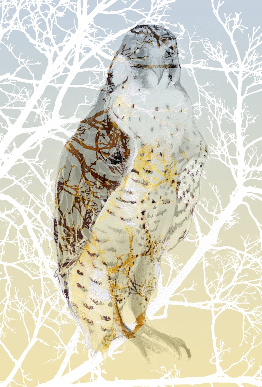 Peregrine Falcon by Nancy Moniz Charalambous