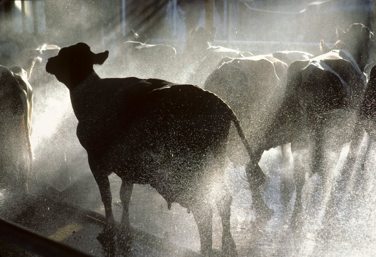 Dairy cows are washed in a shower before being milked at Kibbutz Yotvata by Nathan Benn