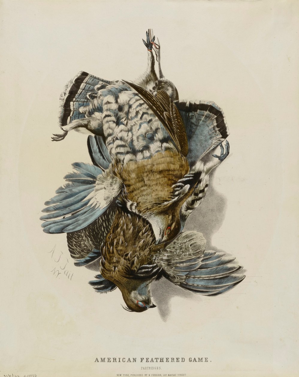 American Feathered Game--Partridges by Nathaniel Currier