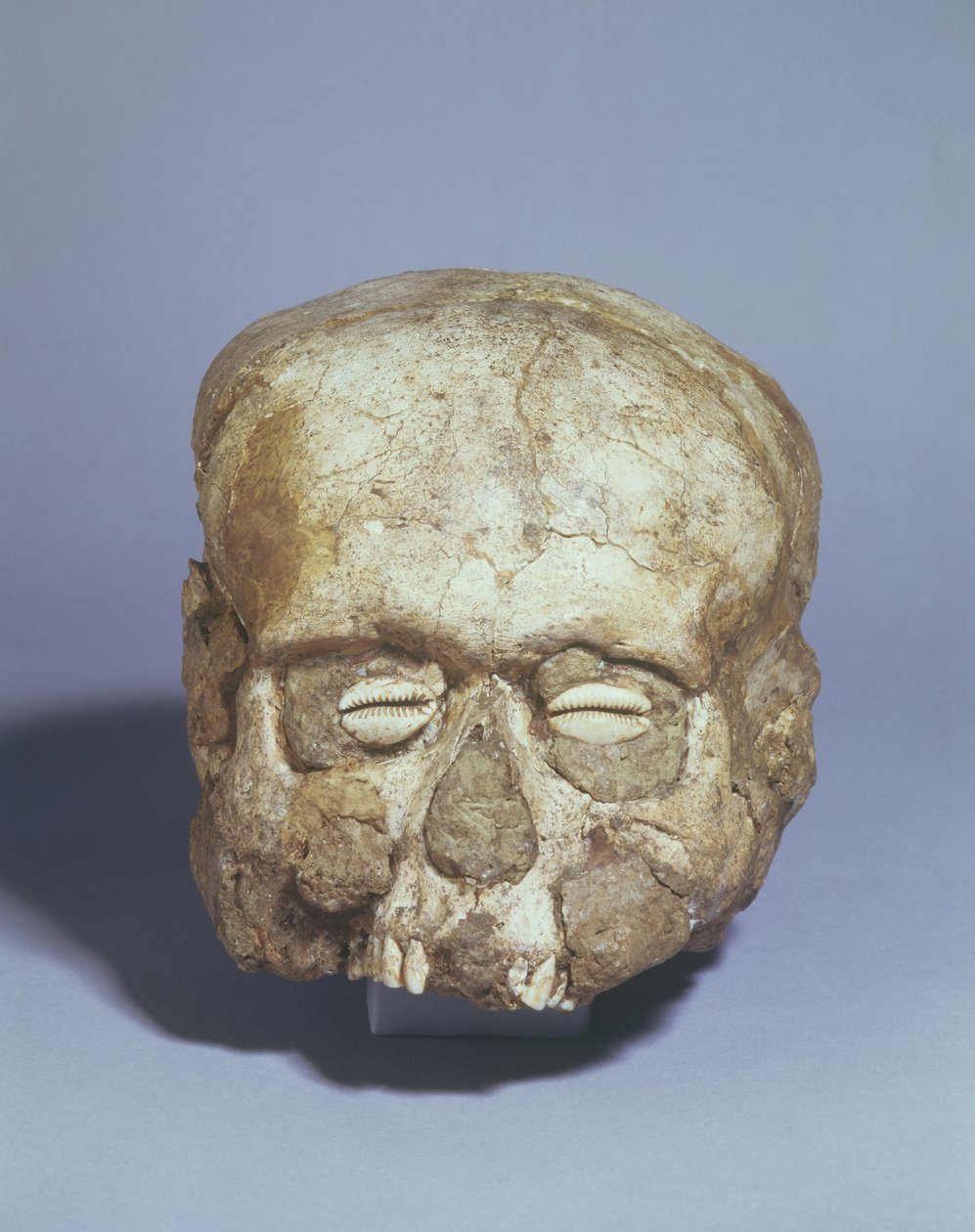 Portrait skull with cowrie shell eyes, Jericho, c. 7th millennium BC